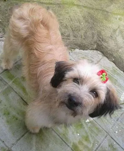 Cachorro ra a SRD idade 1 ano nome MENINA