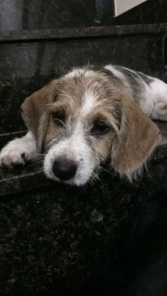 Cachorro ra a Vira-lata (?) idade 7 a 11 meses nome Sem nome 