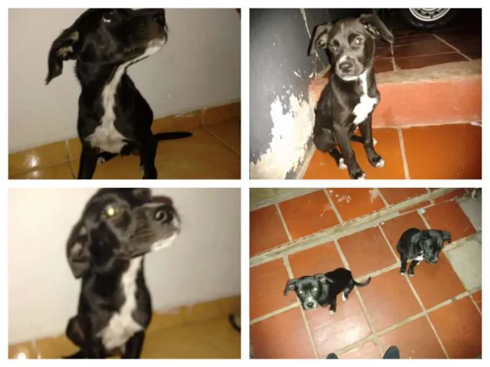 Cachorro ra a  border collie idade 2 a 6 meses nome Sem nome