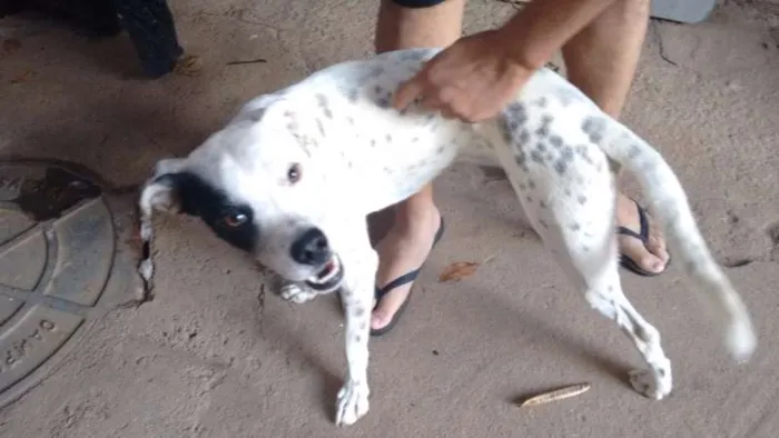 Cachorro ra a Indefinida idade 1 ano nome Sem nome