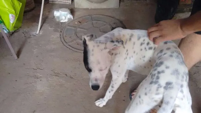 Cachorro ra a Indefinida idade 1 ano nome Sem nome