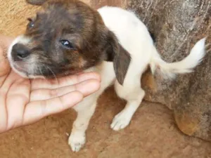 Cachorro raça pudol mestiço idade Abaixo de 2 meses nome nao tem