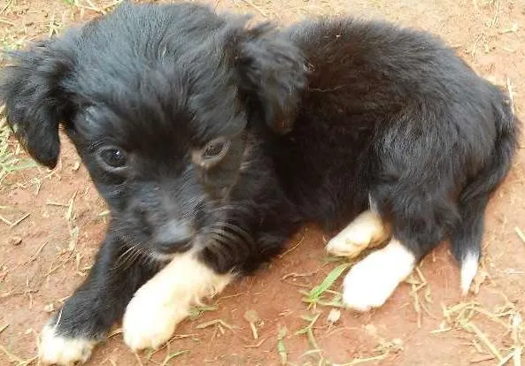 Cachorro raça pudol mestiço idade Abaixo de 2 meses nome nao tem