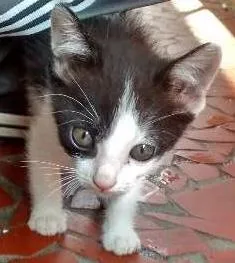 Gato raça Desconhecida idade Abaixo de 2 meses nome Frajola