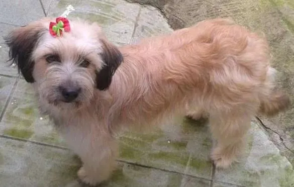 Cachorro ra a SRD idade 1 ano nome MENINA