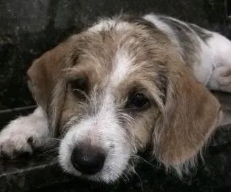 Cachorro ra a Vira-lata (?) idade 7 a 11 meses nome Sem nome 
