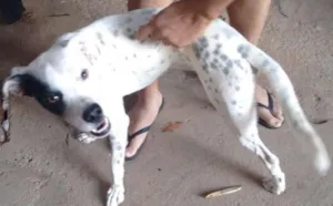 Cachorro raça Indefinida idade 1 ano nome Sem nome