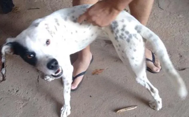 Cachorro ra a Indefinida idade 1 ano nome Sem nome