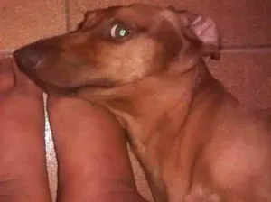 Cachorro raça Dachshund idade 4 anos nome Romário