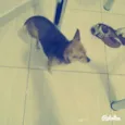 miny