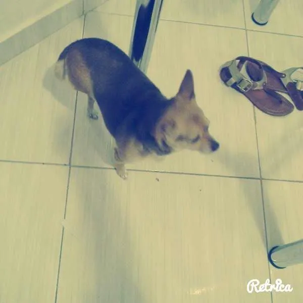 Cachorro ra a Pinscher idade 5 anos nome miny
