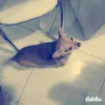 miny