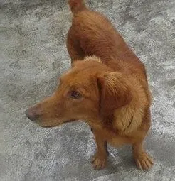 Cachorro ra a SRD idade 7 a 11 meses nome Billy