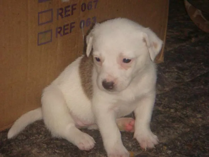 Cachorro raça  idade Abaixo de 2 meses nome filhote