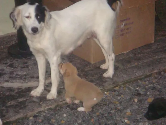 Cachorro raça  idade Abaixo de 2 meses nome filhote