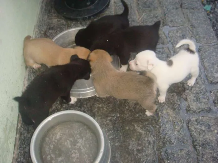 Cachorro raça  idade Abaixo de 2 meses nome filhote