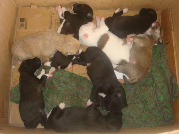 Cachorro raça  idade Abaixo de 2 meses nome filhote