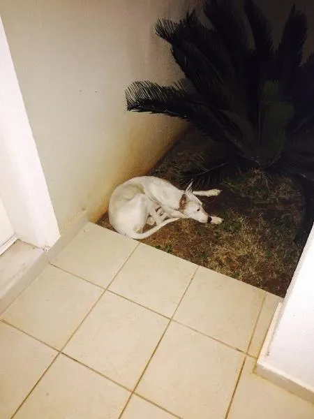 Cachorro ra a SRD idade  nome Claudia