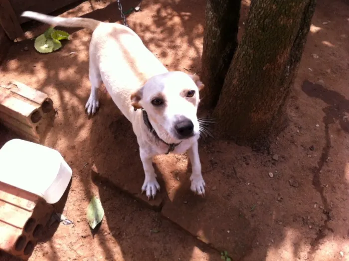 Cachorro ra a Vira-lata idade 2 anos nome Amarelinha