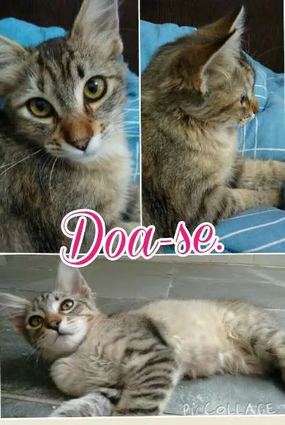 Gato raça nao definida idade 2 a 6 meses nome nina