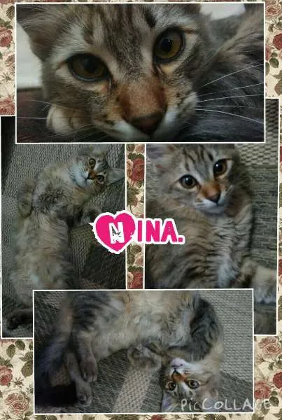Gato raça nao definida idade 2 a 6 meses nome nina