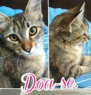 Gato raça nao definida idade 2 a 6 meses nome nina