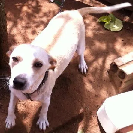 Cachorro ra a Vira-lata idade 2 anos nome Amarelinha