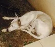 Cachorro ra a SRD idade  nome Claudia