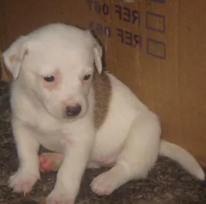 Cachorro raça  idade Abaixo de 2 meses nome filhote