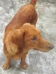 Cachorro ra a SRD idade 7 a 11 meses nome Billy