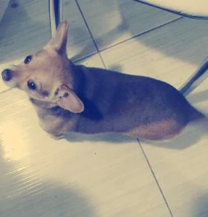Cachorro ra a Pinscher idade 5 anos nome miny