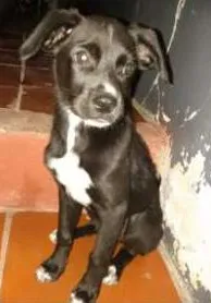 Cachorro ra a  border collie idade 2 a 6 meses nome Sem nome