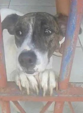 Cachorro ra a srd idade 3 anos nome lili