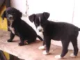 TICA E TECA