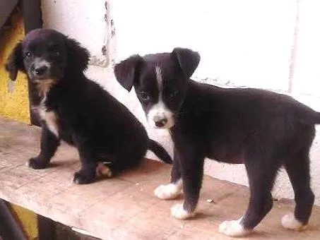 Cachorro raça SRD idade 2 a 6 meses nome TICA E TECA