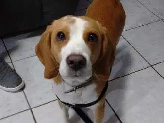 Cachorro ra a beagle idade 2 anos nome Surf