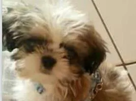 Cachorro ra a shih tzu idade  nome Love