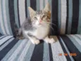 gatos