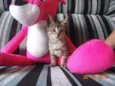 gatos
