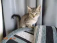gatos