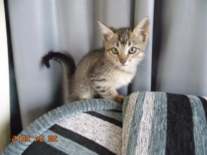 Gato ra a  idade 2 a 6 meses nome gatos
