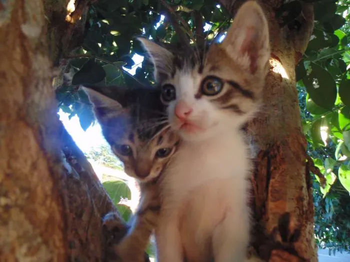 Gato ra a  idade 2 a 6 meses nome gatos