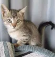 gatos
