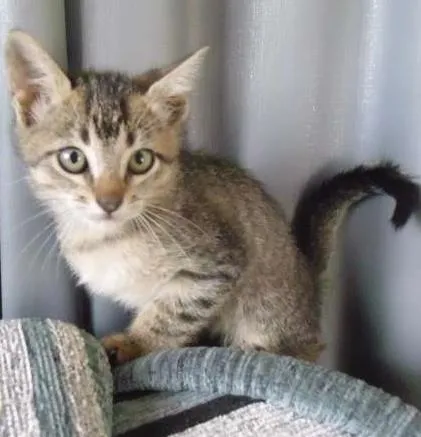 Gato ra a  idade 2 a 6 meses nome gatos
