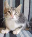 gatos