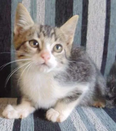 Gato ra a  idade 2 a 6 meses nome gatos