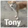 Tony