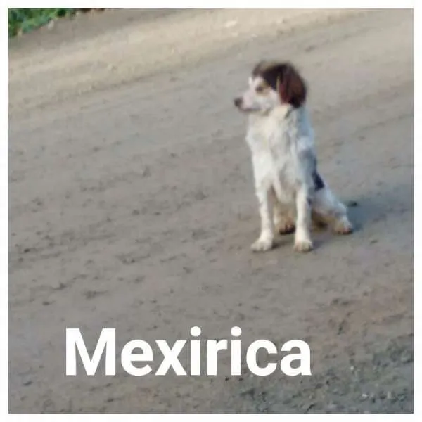 Cachorro ra a Vira Lata idade 2 anos nome Mexirica