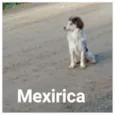 Mexirica
