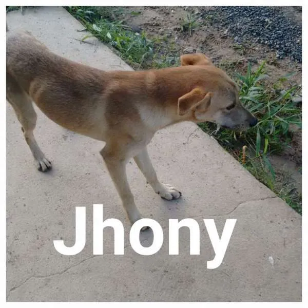 Cachorro ra a Vira Lata idade 2 anos nome Jhony